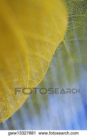 Close-up of two leaves View Large Photo Image Stock Image - Close-up of two leaves. Fotosearch