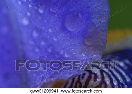 Close-up of water drops on a flower View Large Photo Image Stock Image - Close-up of water drops on a flower. Fotosearch