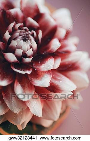 Close-up of water drops on a flower View Large Photo Image Stock Image - Close-up of water drops on a flower. Fotosearch