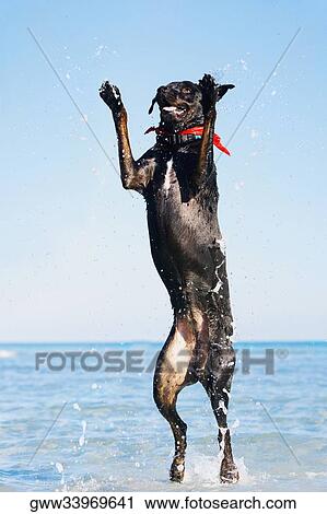 Dog jumping in water View Large Photo Image Stock Image - Dog jumping in water. Fotosearch