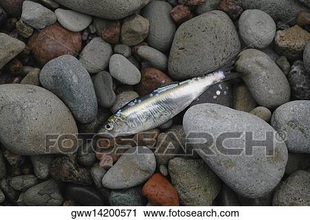 High angle view of a dead fish View Large Photo Image Stock Image - High angle view of a dead fish. Fotosearch
