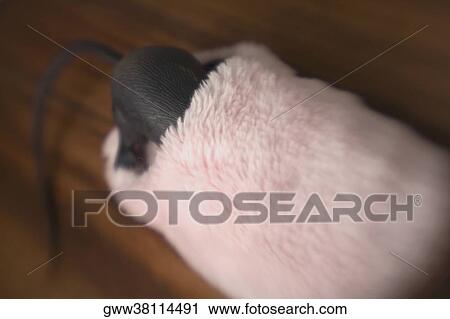 High angle view of a rat in baby booties View Large Photo Image Stock Image - High angle view of a rat in baby booties. Fotosearch