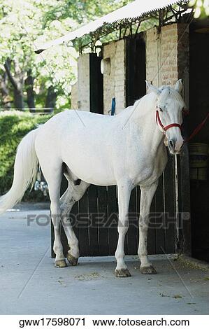 Horse standing in front of a stable View Large Photo Image Stock Image - Horse standing in front of a stable. Fotosearch