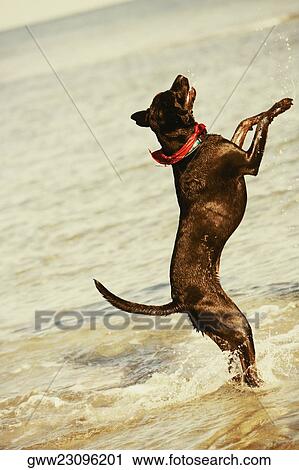 Side profile of a dog standing in water View Large Photo Image Stock Image - Side profile of a dog standing in water. Fotosearch