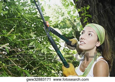 Stock Image - Side profile of a young woman pruning with hedge clippers. Fotosearch