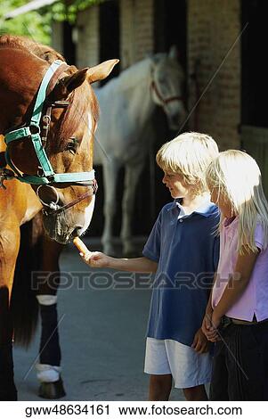 Boy and his sister feeding a carrot to a horse View Large Photo Image Stock Image - Boy and his sister feeding a carrot to a horse. Fotosearch