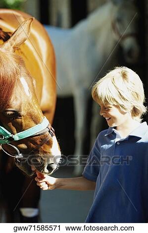 Boy feeding a carrot to a horse View Large Photo Image Stock Image - Boy feeding a carrot to a horse. Fotosearch
