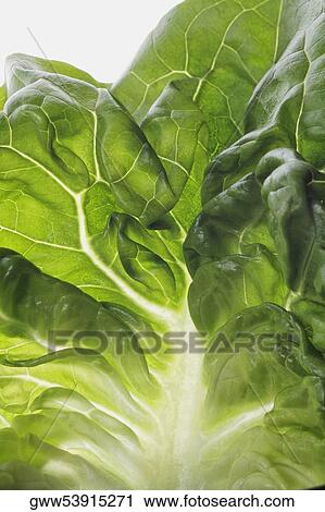 Close-up of a cabbage leaf View Large Photo Image Stock Image - Close-up of a cabbage leaf. Fotosearch