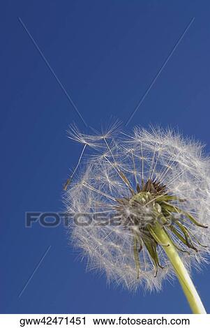 Close-up of a Dandelion View Large Photo Image Stock Image - Close-up of a Dandelion. Fotosearch