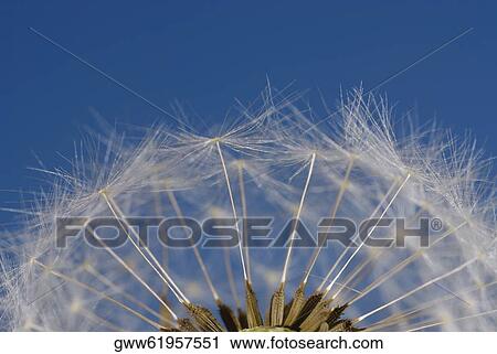 Stock Image - Close-up of a Dandelion. Fotosearch