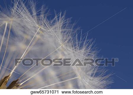 Close-up of a Dandelion View Large Photo Image Stock Image - Close-up of a Dandelion. Fotosearch