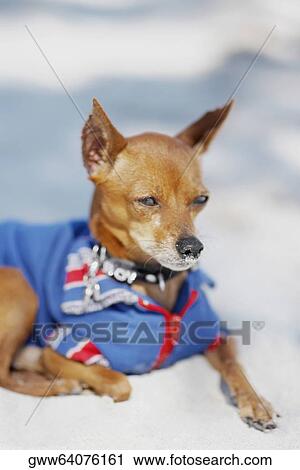 Close-up of a dog View Large Photo Image Stock Image - Close-up of a dog. Fotosearch