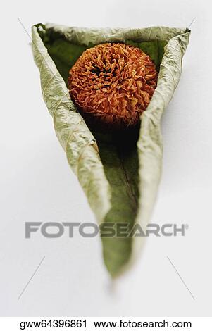 Close-up of a dried flower on a dried leaf View Large Photo Image Stock Image - Close-up of a dried flower on a dried leaf. Fotosearch