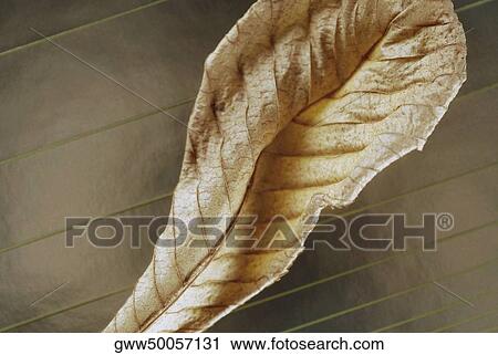 Stock Image - Close-up of a dry leaf. Fotosearch