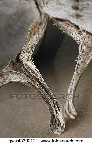 Close-up of a dry mushroom View Large Photo Image Stock Image - Close-up of a dry mushroom. Fotosearch