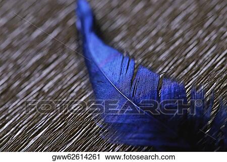 Close-up of a feather View Large Photo Image Stock Image - Close-up of a feather. Fotosearch
