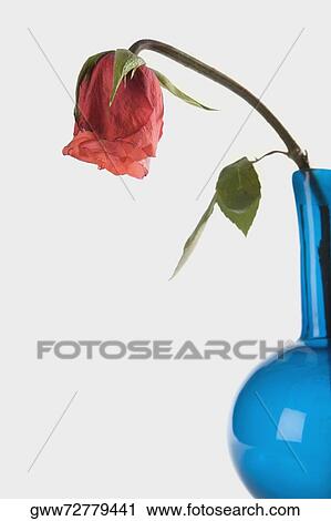 Close-up of a flower in a flask View Large Photo Image Stock Image - Close-up of a flower in a flask. Fotosearch