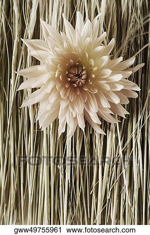 Close-up of a flower on straws View Large Photo Image Stock Image - Close-up of a flower on straws. Fotosearch