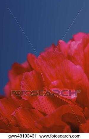Close-up of a flower View Large Photo Image Stock Image - Close-up of a flower. Fotosearch