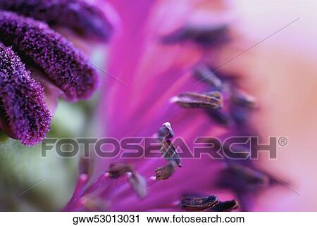 Close-up of a flower View Large Photo Image Stock Image - Close-up of a flower. Fotosearch