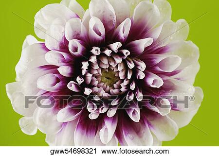 Close-up of a flower View Large Photo Image Stock Image - Close-up of a flower. Fotosearch
