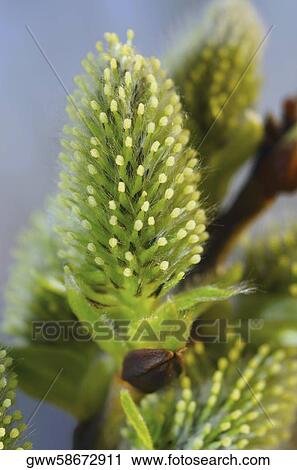 Stock Image - Close-up of a flower. Fotosearch