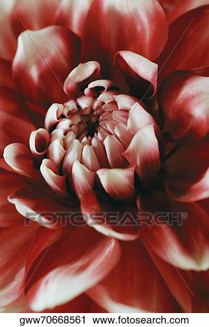 Close-up of a flower View Large Photo Image Stock Image - Close-up of a flower. Fotosearch