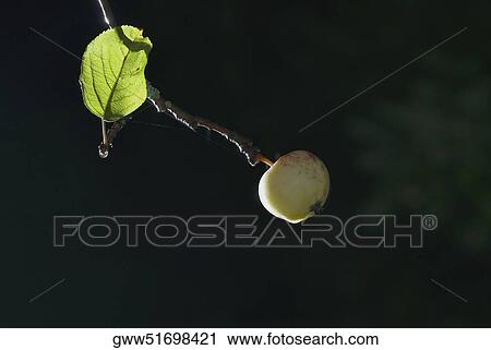 Stock Image - Close-up of a guava on the tip of a branch. Fotosearch