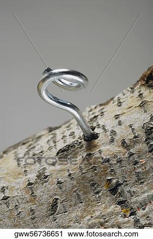 Close-up of a hook on a tree trunk View Large Photo Image Stock Image - Close-up of a hook on a tree trunk. Fotosearch