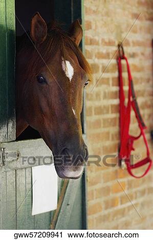 Close-up of a horse View Large Photo Image Stock Image - Close-up of a horse. Fotosearch