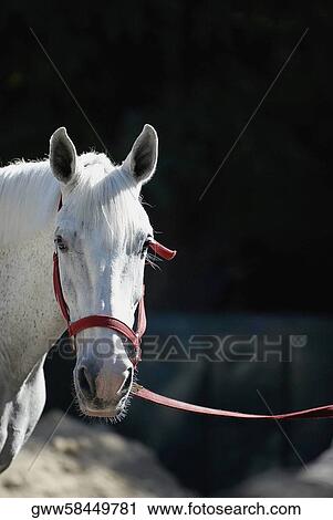 Close-up of a horse View Large Photo Image Stock Image - Close-up of a horse. Fotosearch