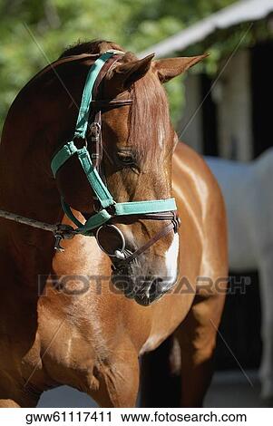 Close-up of a horse View Large Photo Image Stock Image - Close-up of a horse. Fotosearch