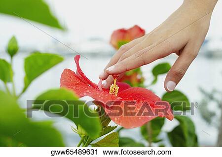 Stock Image - Close-up of a human hand touching a flower. Fotosearch