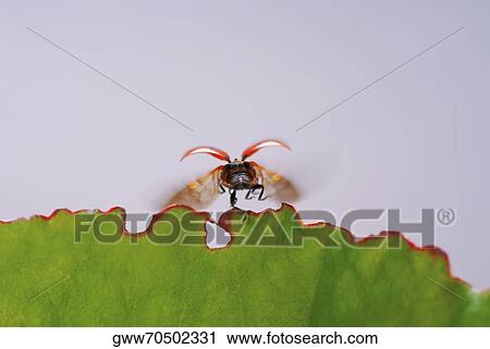 Close-up of a ladybug flying over a leaf View Large Photo Image Stock Image - Close-up of a ladybug flying over a leaf. Fotosearch