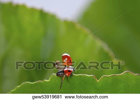 Close-up of a ladybug on a leaf View Large Photo Image Stock Image - Close-up of a ladybug on a leaf. Fotosearch
