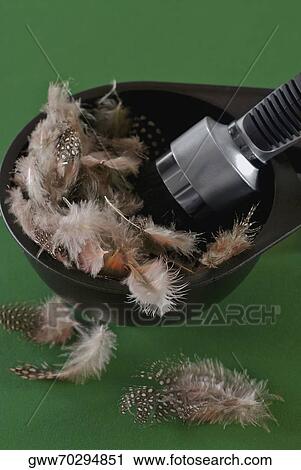 Close-up of a make-up brush in tray full of feathers View Large Photo Image Stock Image - Close-up of a make-up brush in tray full of feathers. Fotosearch