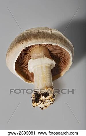 Stock Image - Close-up of a mushroom. Fotosearch