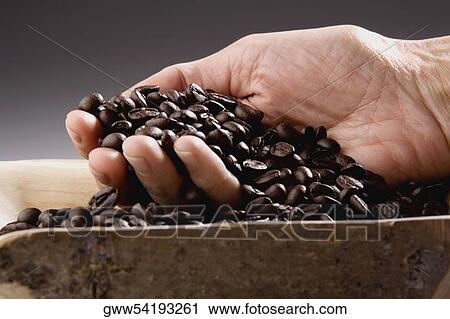 Close-up of a person's hand holding coffee beans View Large Photo Image Stock Image - Close-up of a person's hand holding coffee beans. Fotosearch