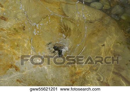 Close-up of a rock underwater View Large Photo Image Stock Image - Close-up of a rock underwater. Fotosearch
