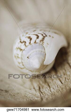 Close-up of a shell View Large Photo Image Stock Image - Close-up of a shell. Fotosearch