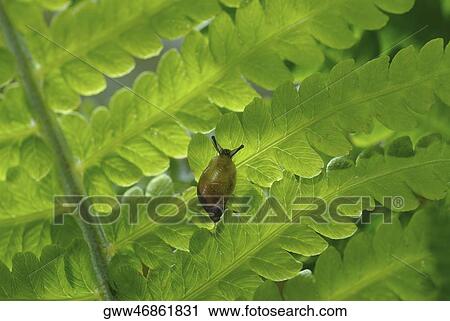 Stock Image - Close-up of a snail on a leaf. Fotosearch