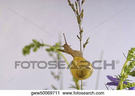 Close-up of a snail View Large Photo Image Stock Image - Close-up of a snail. Fotosearch