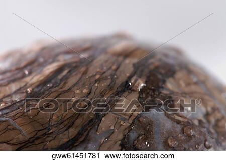 Close-up of a wet wooden surface View Large Photo Image Stock Image - Close-up of a wet wooden surface. Fotosearch