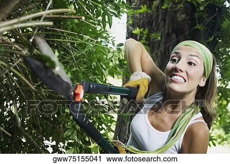 Close-up of a young woman pruning a hedge with hedge clippers View Large Photo Image Stock Image - Close-up of a young woman pruning a hedge with hedge clippers. Fotosearch