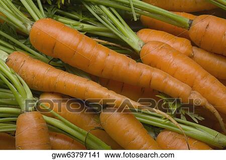Close-up of carrots View Large Photo Image Stock Image - Close-up of carrots. Fotosearch