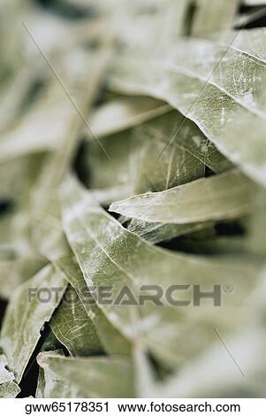 Close-up of dry leaves View Large Photo Image Stock Image - Close-up of dry leaves. Fotosearch