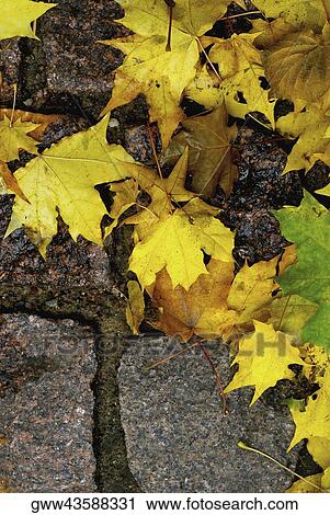 Stock Image - Close-up of fallen maple leaves on cobblestones. Fotosearch