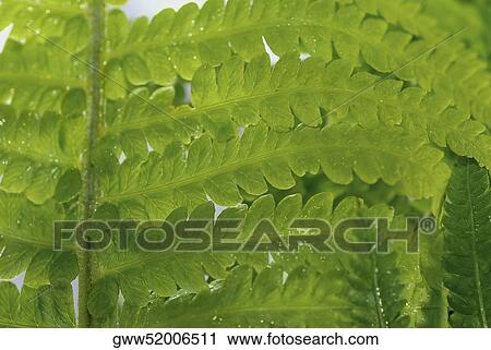 Close-up of ferns View Large Photo Image Stock Image - Close-up of ferns. Fotosearch