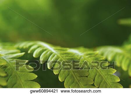 Stock Image - Close-up of ferns. Fotosearch