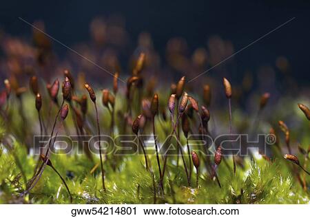Close-up of flower buds View Large Photo Image Stock Image - Close-up of flower buds. Fotosearch